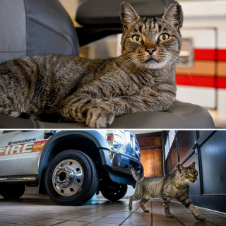 Illustration de l'article : Ce chat étonnant élie domicile au sein d’une caserne de pompiers 