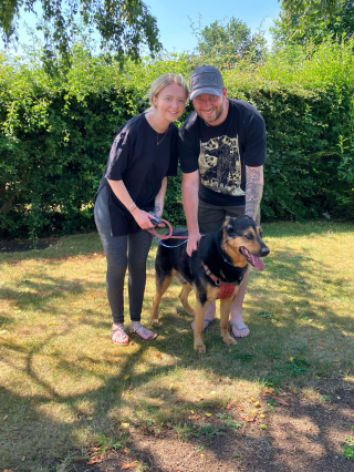 Illustration de l'article : Après presque 3 ans passés en refuge, ce chien âgé se voit enfin offrir une chance de vivre avec une famille 