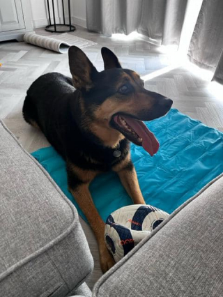 Illustration de l'article : Après presque 3 ans passés en refuge, ce chien âgé se voit enfin offrir une chance de vivre avec une famille 