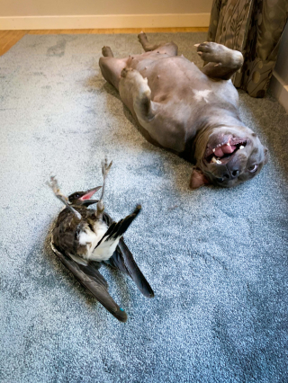 Illustration de l'article : Cette chienne devient amie avec une pie et la protège comme son propre petit