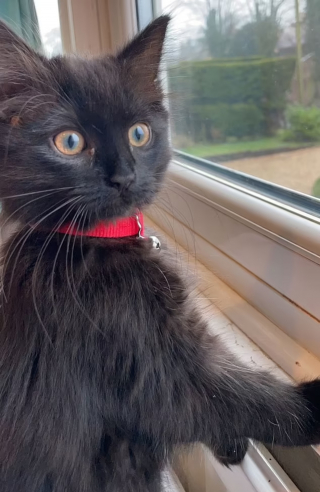 Illustration de l'article : Elle croit son chat malade et dépense des milliers d'euros en soins avant de regarder la vérité en face