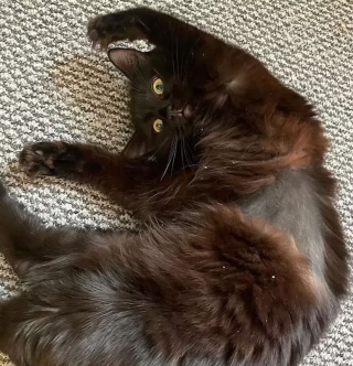 Illustration de l'article : Elle croit son chat malade et dépense des milliers d'euros en soins avant de regarder la vérité en face