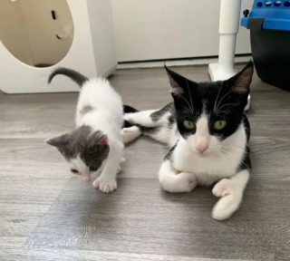 Illustration de l'article : Le parcours inspirant d'un chaton s'étant battu pour surmonter une malformation l’empêchant de marcher