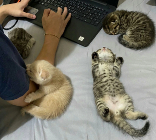 Illustration de l'article : 20 chats dont l'attitude étrange nous amène à penser qu'ils viennent d'une autre galaxie