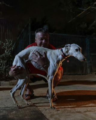 Illustration de l'article : 17 photos capturant l'émouvant moment où chiens de refuge et bénévoles qui les ont sauvés se disent au revoir