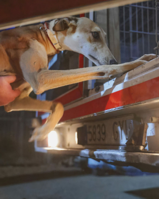 Illustration de l'article : 17 photos capturant l'émouvant moment où chiens de refuge et bénévoles qui les ont sauvés se disent au revoir