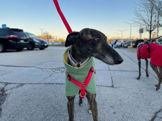Illustration de l'article : 17 photos capturant l'émouvant moment où chiens de refuge et bénévoles qui les ont sauvés se disent au revoir