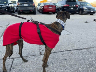Illustration de l'article : 17 photos capturant l'émouvant moment où chiens de refuge et bénévoles qui les ont sauvés se disent au revoir
