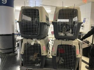 Illustration de l'article : 17 photos capturant l'émouvant moment où chiens de refuge et bénévoles qui les ont sauvés se disent au revoir