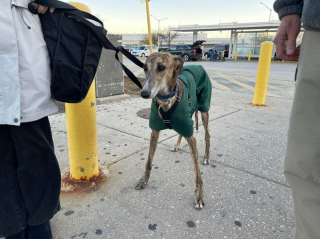 Illustration de l'article : 17 photos capturant l'émouvant moment où chiens de refuge et bénévoles qui les ont sauvés se disent au revoir