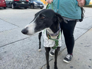 Illustration de l'article : 17 photos capturant l'émouvant moment où chiens de refuge et bénévoles qui les ont sauvés se disent au revoir