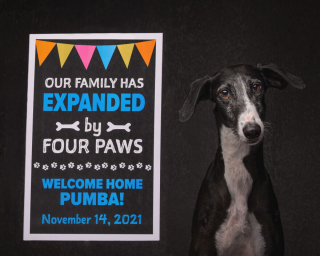 Illustration de l'article : 17 photos capturant l'émouvant moment où chiens de refuge et bénévoles qui les ont sauvés se disent au revoir