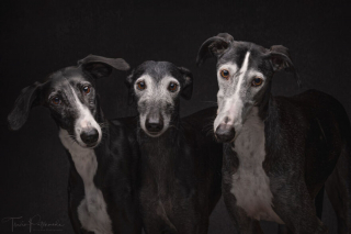 Illustration de l'article : 17 photos capturant l'émouvant moment où chiens de refuge et bénévoles qui les ont sauvés se disent au revoir