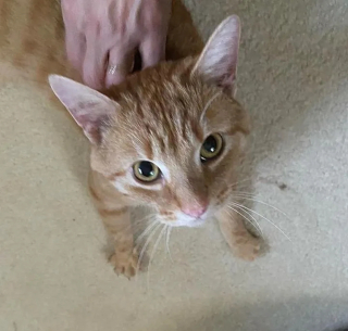 Illustration de l'article : La touchante histoire d'amitié entre une mère d'accueil bénévole et un chat errant qui ne se laissait pas approcher