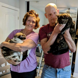 Illustration de l'article : 2 chattes inséparables espéraient retrouver l'amour 6 mois après une première adoption ratée