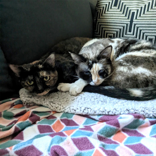 Illustration de l'article : 2 chattes inséparables espéraient retrouver l'amour 6 mois après une première adoption ratée