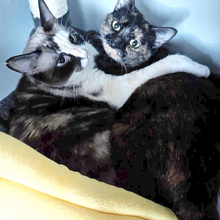 Illustration de l'article : 2 chattes inséparables espéraient retrouver l'amour 6 mois après une première adoption ratée