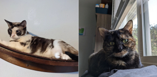 Illustration de l'article : 2 chattes inséparables espéraient retrouver l'amour 6 mois après une première adoption ratée