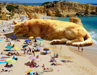 Illustration de l'article : 20 photomontages où des chats colossaux dominent le monde