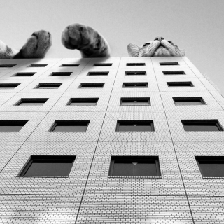 Illustration de l'article : 20 photomontages où des chats colossaux dominent le monde