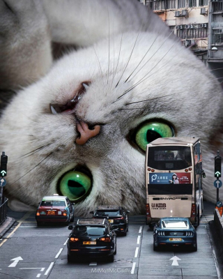 Illustration de l'article : 20 photomontages où des chats colossaux dominent le monde