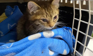 Illustration de l'article : La transformation inspirante d'un duo de chatons errants dont l'aventure ne fait que commencer