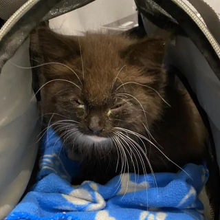 Illustration de l'article : La transformation inspirante d'un duo de chatons errants dont l'aventure ne fait que commencer