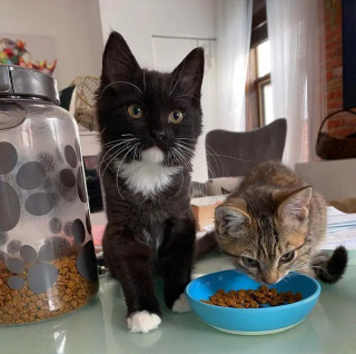 Illustration de l'article : La transformation inspirante d'un duo de chatons errants dont l'aventure ne fait que commencer