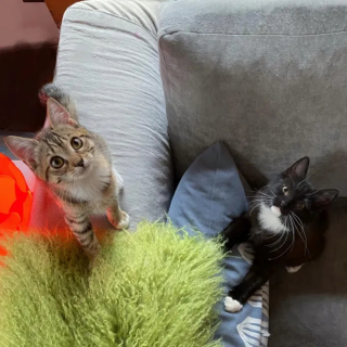 Illustration de l'article : La transformation inspirante d'un duo de chatons errants dont l'aventure ne fait que commencer