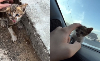 Illustration de l'article : "Il a volé mon cœur" : Ce jour où tout a changé pour un chaton découvert seul et affamé sous un pont (vidéo)
