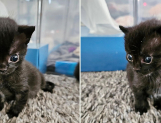 Illustration de l'article : Deux chatons inséparables en font voir de toutes les couleurs à leur maîtresse 