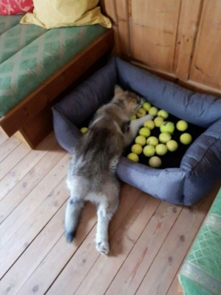 Illustration de l'article : 20 photos illustrant le génie créatif que les chiens déploient pour nous surprendre