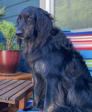 Illustration de l'article : 20 photos illustrant le génie créatif que les chiens déploient pour nous surprendre