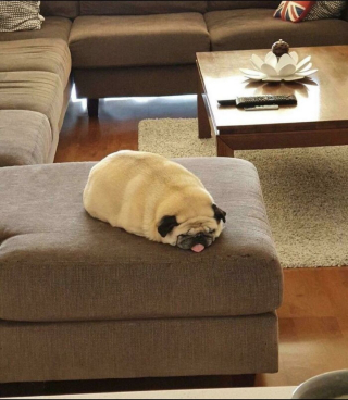 Illustration de l'article : 20 photos illustrant le génie créatif que les chiens déploient pour nous surprendre