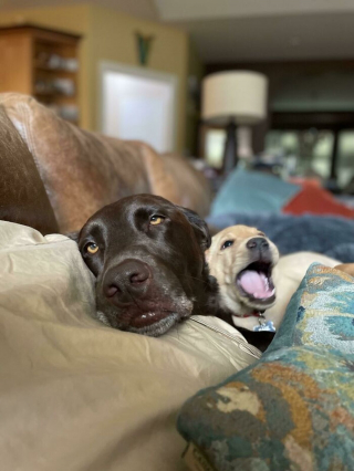 Illustration de l'article : 20 photos illustrant le génie créatif que les chiens déploient pour nous surprendre