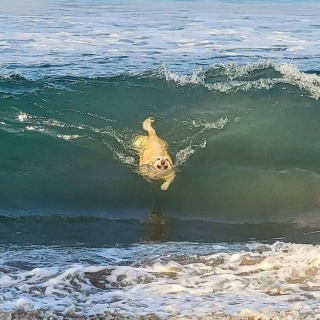 Illustration de l'article : 20 photos illustrant le génie créatif que les chiens déploient pour nous surprendre