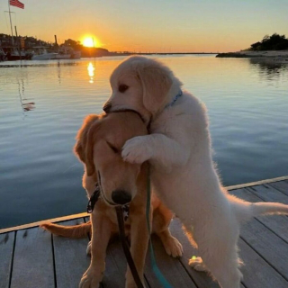 Illustration de l'article : 20 photos illustrant le génie créatif que les chiens déploient pour nous surprendre