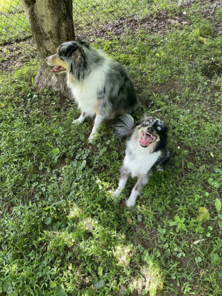 Illustration de l'article : 20 photos illustrant le génie créatif que les chiens déploient pour nous surprendre