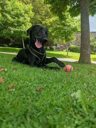 Illustration de l'article : 20 photos illustrant le génie créatif que les chiens déploient pour nous surprendre