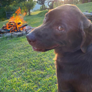 Illustration de l'article : 20 photos illustrant le génie créatif que les chiens déploient pour nous surprendre