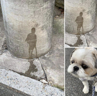 Illustration de l'article : 20 photos illustrant le génie créatif que les chiens déploient pour nous surprendre