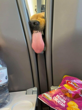 Illustration de l'article : 20 photos illustrant le génie créatif que les chiens déploient pour nous surprendre