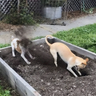 Illustration de l'article : 20 photos illustrant le génie créatif que les chiens déploient pour nous surprendre