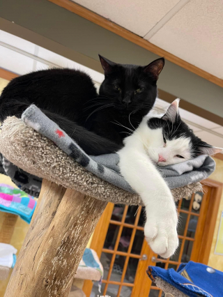 Illustration de l'article : Un refuge partage les hauts et les bas de l’histoire d’amour entre 2 chats sauvés d’une maison surpeuplée