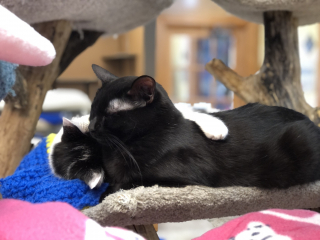 Illustration de l'article : Un refuge partage les hauts et les bas de l’histoire d’amour entre 2 chats sauvés d’une maison surpeuplée