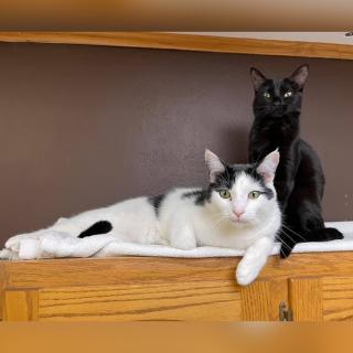 Illustration de l'article : Un refuge partage les hauts et les bas de l’histoire d’amour entre 2 chats sauvés d’une maison surpeuplée