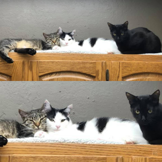 Illustration de l'article : Un refuge partage les hauts et les bas de l’histoire d’amour entre 2 chats sauvés d’une maison surpeuplée