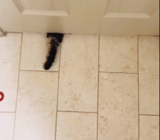 Illustration de l'article : Une chatte utilise un simple objet du quotidien et sa créativité pour inventer un jeu avec sa maîtresse (vidéo)