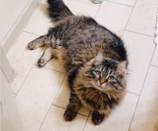 Illustration de l'article : Une chatte utilise un simple objet du quotidien et sa créativité pour inventer un jeu avec sa maîtresse (vidéo)