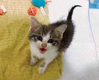 Illustration de l'article : Le parcours émouvant d'un chaton errant maigre et malade en quête d'un foyer chaleureux